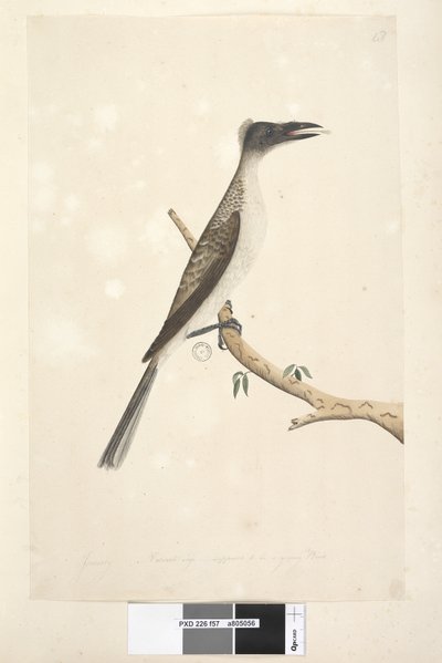 Página 57. Enero. Tamaño natural, se supone que es un ave joven. Friarbird Ruidoso Philemon corniculatus, 1791-92 de Unknown artist