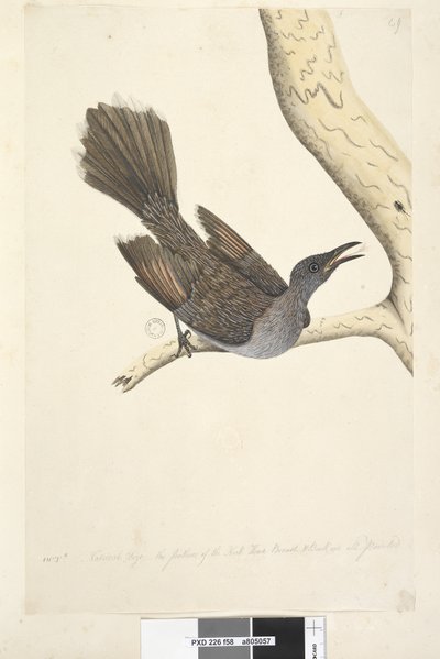 Página 58. Octr. Tamaño natural, las plumas del cuello, cabeza, pecho y espalda son todas puntiagudas Pájaro Wattle de Cepillo Anthochaera chrysoptera, 1791-92 de Unknown artist