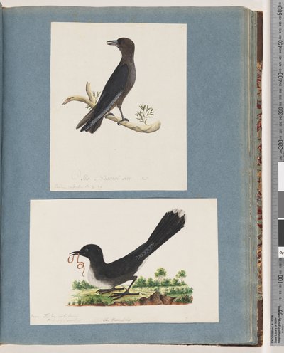 Página 58. Pájaro no identificado. Turdus. 59. Pájaro no identificado. Turdus de Unknown artist