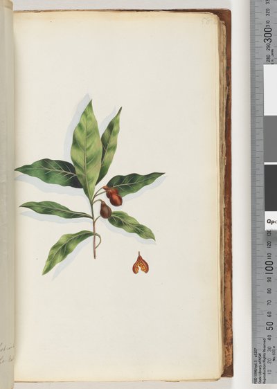Página 58. Planta no identificada de Unknown artist