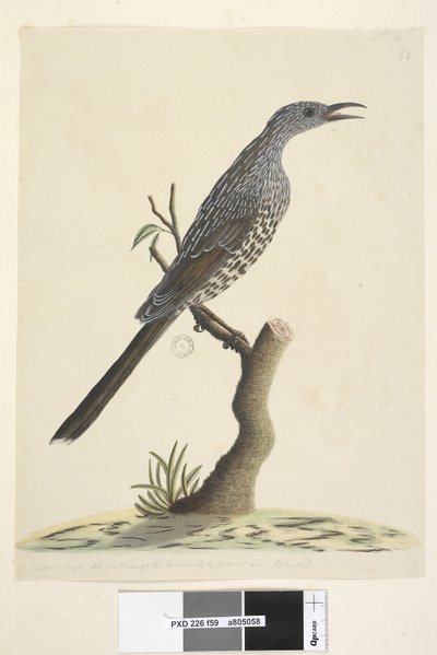 Página 59. Tamaño natural, las plumas de la cabeza, cuello y pecho son puntiagudas. Pájaro Wattle de cepillo Anthochaera chrysoptera, 1791-92 de Unknown artist