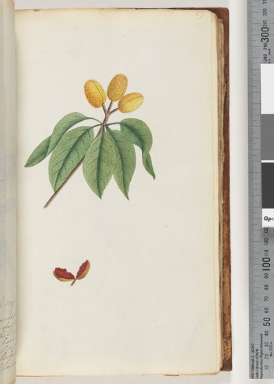 Página 59. Pilospermum mapon de Unknown artist