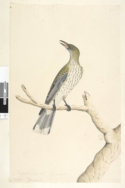 Página 5. Oriolus mimetis. Tamaño natural. Julio, iris dudoso. Oriole de espalda oliva Oriolus sagittatus, 1791-92 de Unknown artist
