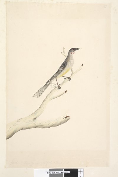 Página 60. Junio. Reducido por escala a la mitad del tamaño natural Pájaro de moco rojo Anthochaera carunculata, 1791-92 de Unknown artist