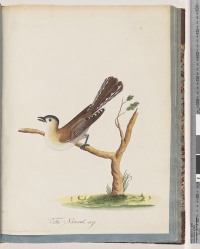Página 60. Pájaro no identificado. Turdus cyanocephalus. Zorzal de cabeza azul de Unknown artist