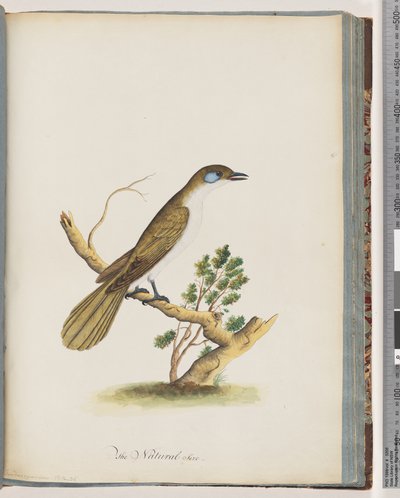 Página 61. Mielero de cara azul. Turdus cyanoris. Zorzal de mejillas azules de Unknown artist