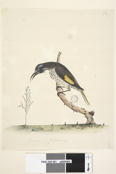 Página 61. Enero. Tamaño natural. Melífago de alas amarillas Meliornis novae, hollandiae, 1791-92 de Unknown artist
