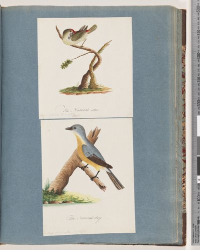 Página 62. Pinzón de ceja roja. Loxia astrild. 63. Ave no identificada. Muscicapa flavigastra de Unknown artist