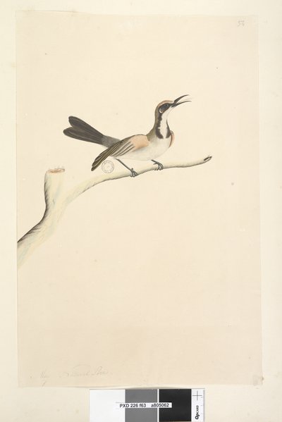 Página 63. Mayo. Tamaño natural. Melífago de corona parda Phylidonyris melanops, 1791-92 de Unknown artist