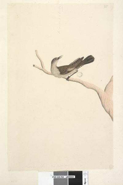 Página 64. Tamaño natural. Trepador marrón Climacteris picumnus, 1791-92 de Unknown artist