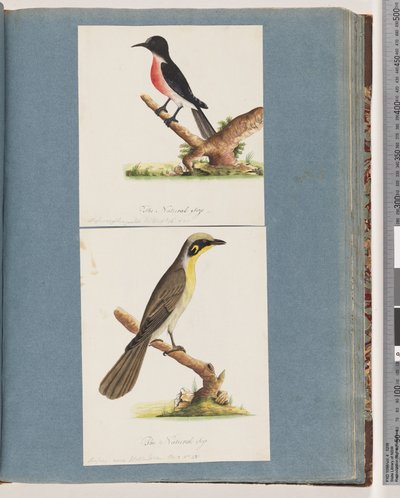 Página 64. Petirrojo escarlata. Musca crythrogastra. 65. Mielero de penacho amarillo. Muscicapa novae Hollandiae de Unknown artist