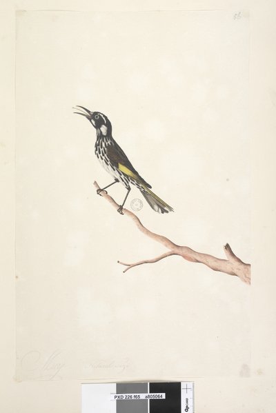 Página 65. Mayo, tamaño natural. Melífago de alas amarillas Meliornis novae, hollandiae, 1791-92 de Unknown artist