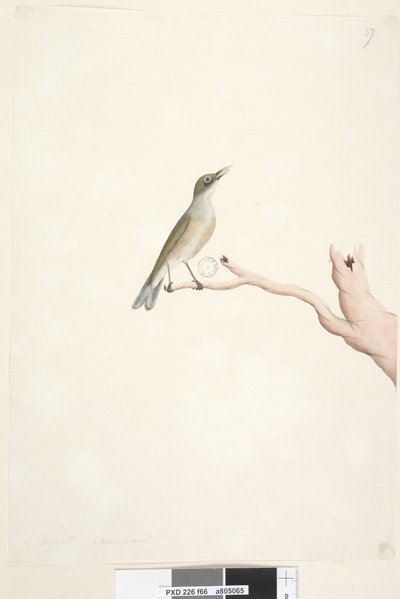 Página 66. Agosto. Tamaño natural Ojo Plateado de Espalda Gris Zosterops lateralis de Unknown artist