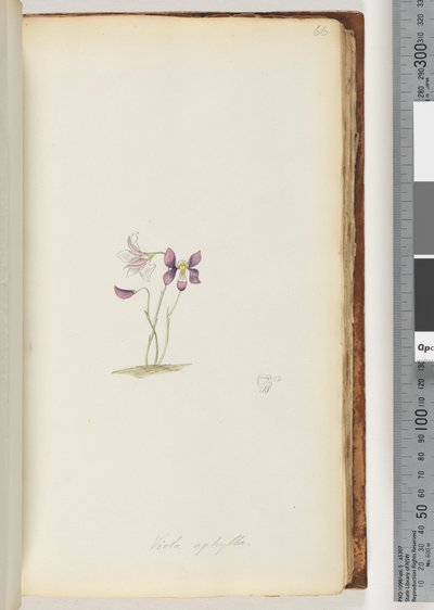 Página 66. Viola aphylla / Violeta Silvestre de Unknown artist