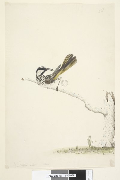 Página 67. Tamaño natural, junio Melífago de mejillas blancas Phylidonyris nigra, 1791-92 de Unknown artist
