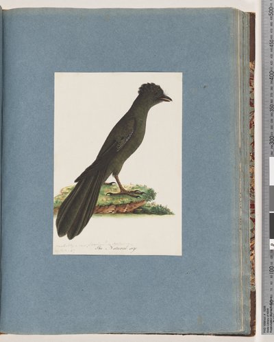 Página 67. Pájaro no identificado. Posiblemente un nuevo Lanius o Muscicapa de Unknown artist