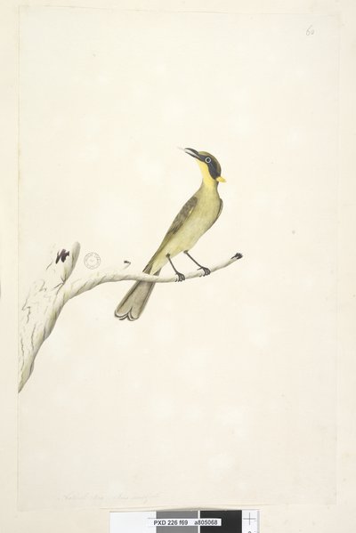 Página 69. Tamaño natural. Iris dudoso Melífago de Penacho Amarillo Lichenostomus melanops de Unknown artist