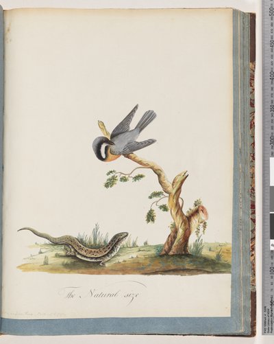 Página 69. Pájaro no identificado con un lagarto. Sylvia rufirostris de Unknown artist