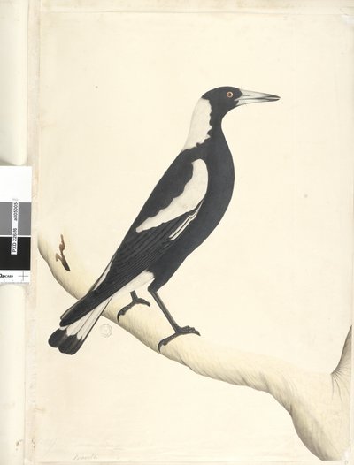 Página 6. Barita. sobre el título en otra mano Mayo. Tamaño natural Urraca de espalda negra Gymnorhina tibicen, 1791-92 de Unknown artist