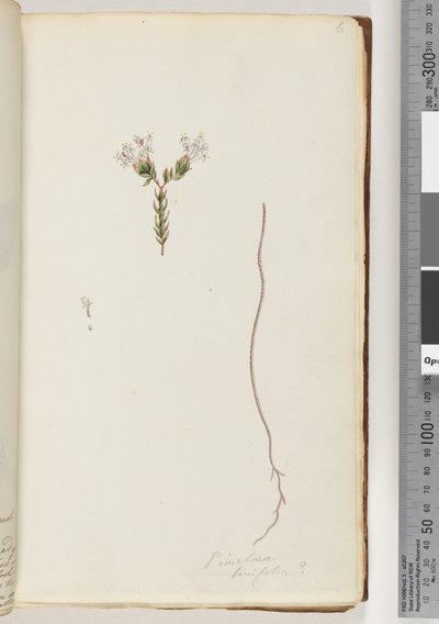 Página 6. Pimeloea linfolia de Unknown artist