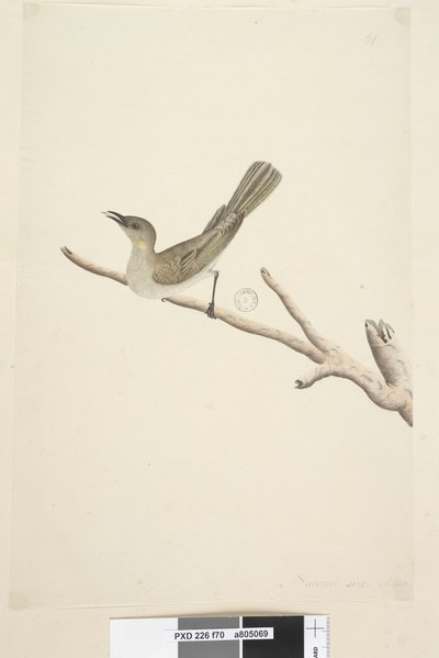 Página 70. Tamaño natural. Agosto Fuscous Honeyeater Lichenostomus fuscus, 1791-92 de Unknown artist