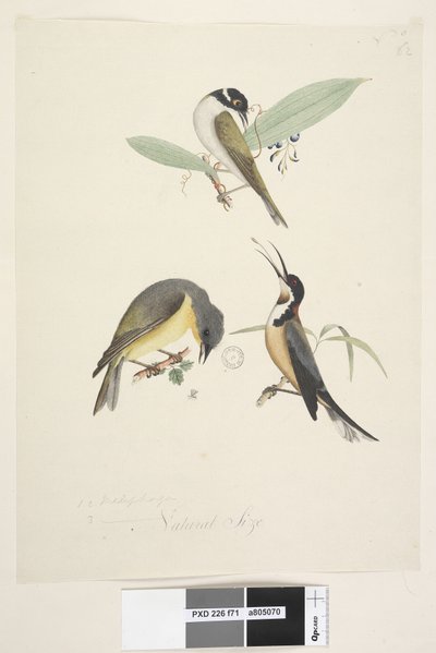 Página 71. 1, 2. Meliphaga. 3., ? Tamaño natural. Tres aves se muestran: 1. Honeyeater de Nuca Blanca de Unknown artist
