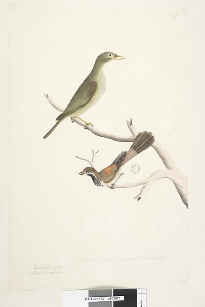 Página 72. 1. Meliphaga. 2. Muscicapa. Tamaño natural. Iris de ambos dudoso. Bell Miner Manorina melanophrys y Rhipidura rufifrons, 1791-92 de Unknown artist