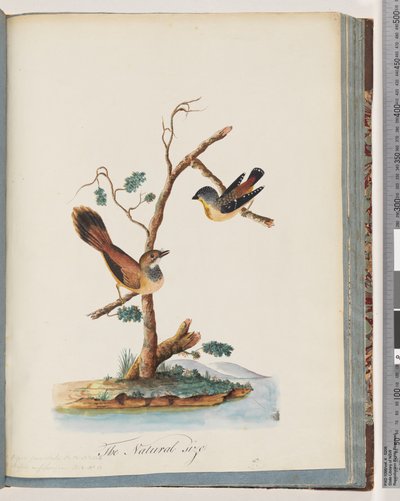 Página 72. 1. Pardalote moteado. Pipra punctata 2. Ave no identificada. Muscicapa rufifrom de Unknown artist