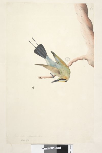 Página 73. Merops. sobre el título en otra mano Noviembre. Tamaño natural Pájaro Arcoíris Merops ornatus, 1791-92 de Unknown artist