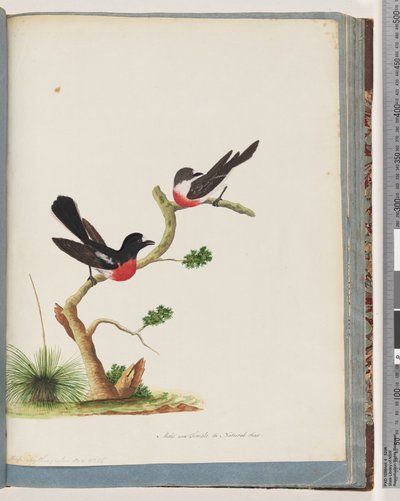 Página 73. Petirrojos escarlata de Unknown artist