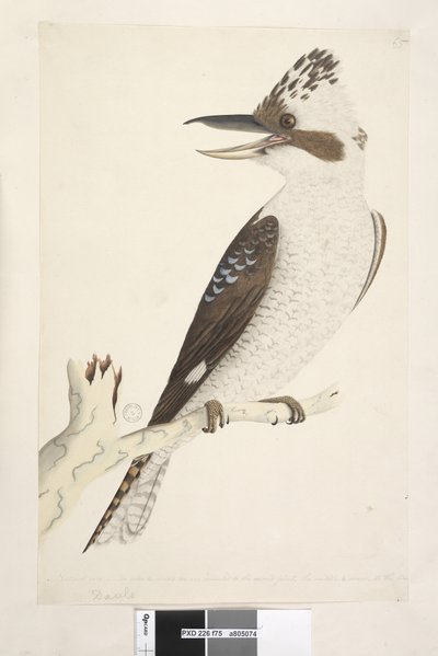 Página 75. Dacelo. tamaño natural. El dedo exterior y medio están conectados a la segunda articulación, el medio e interior a la primera. Kookaburra Dacelo gigas, 1791-92 de Unknown artist