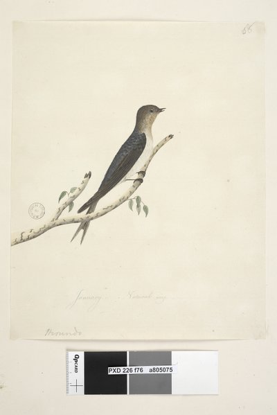 Página 76. Hirundo. en el centro inferior en otra mano Enero Tamaño natural Bienvenida Golondrina Hirundo neoxena, 1791-92 de Unknown artist