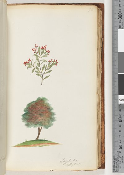 Página 76. Styphelia elliptica / Árbol de Escoba de Brezo de Unknown artist