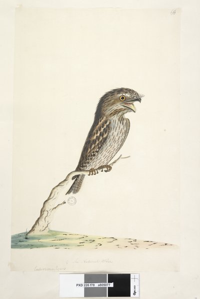 Página 78. Caprimulgus. en el centro inferior en otra mano 1/2 del tamaño natural Tawny Frogmouth Podargus strigoides, 1791-92 de Unknown artist