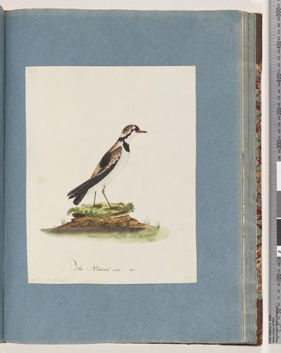 Página 79. Chorlitejo de frente negra. Charadrius Hiaticula de Unknown artist