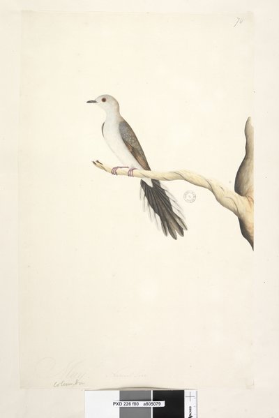 Página 80. Columba. Mayo. Tamaño natural. Paloma Diamante Geopelia cuneata, 1791-92 de Unknown artist