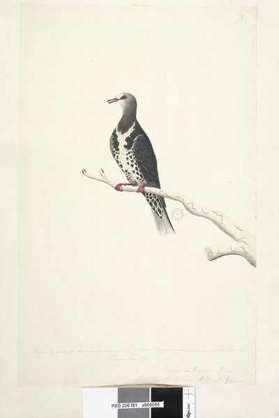 Página 81. Wunga, Wungee Pigeon. Dibujado a escala 1/2 del tamaño natural. Dos de estos pichones fueron vistos por primera vez en diciembre de 1791. Pichón Wonga Leucosarcia melanoleuca, 1791-92 de Unknown artist