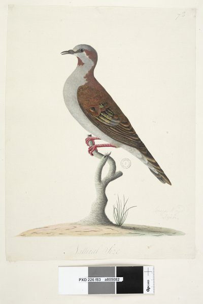 Página 83. Paloma de Ala Bronceada. Tamaño natural. Paloma Bronceada de Cepillo Phaps elegans, 1791-92 de Unknown artist