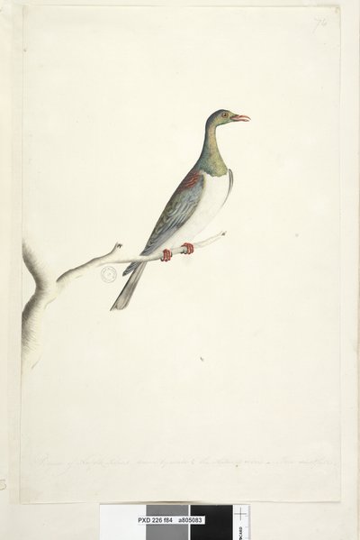 Página 84. Paloma de la Isla Norfolk dibujada a escala 1/2 del tamaño natural. Iris dudoso. Paloma de la Isla Norfolk Hemiphaga novaeseelandiae spadicea, 1791-92 de Unknown artist