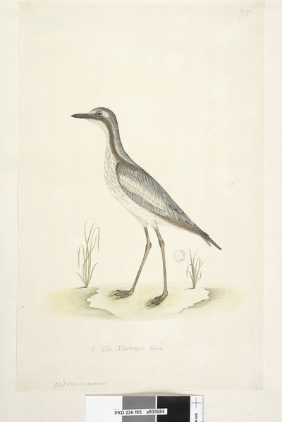 Página 85. Oedicnemus. 1/2 del tamaño natural. Zarapito de piedra del sur Burhinus magnirostris, 1791-92 de Unknown artist