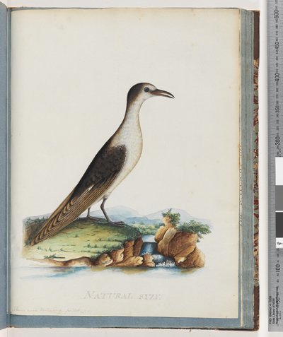 Página 85. Charrán sombrío. Sterna novae Hollandae. Charrán de Nueva Holanda de Unknown artist