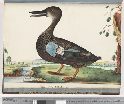 Página 87. Pato de Unknown artist