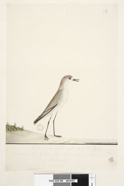 Página 88. Charadrius. debajo de la línea del marco en otra mano Este pájaro corre por el suelo como la Alondra de Arena y es muy común en las arenas de las diferentes partes del puerto. debajo de esto en tercera mano Tamaño natural Chorlitejo de gorra roj de Unknown artist