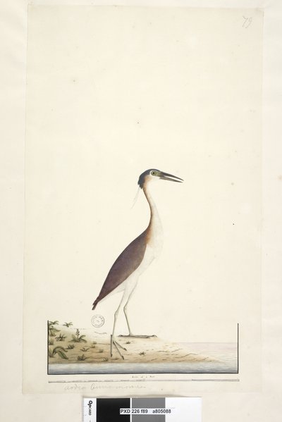 Página 89. Ardea ..?.. Nankeen Night, Garza Nycticorax caledonicus, 1791-92 de Unknown artist