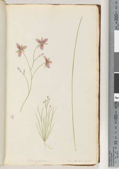 Página 8. Chlamysporum Sal. en Par Lond. No. 35 de Unknown artist