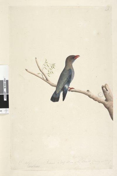 Página 8. Coraciae. Octubre. Reducido a la mitad del tamaño del pájaro del que se tomó el dibujo. Pájaro dólar Eurystomus orientalis, 1791-92 de Unknown artist