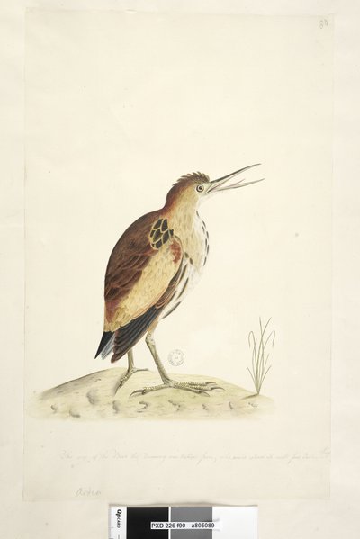 Página 90. Ardea. tamaño natural. Avetorillo Ixobrychus minutus, 1791-92 de Unknown artist
