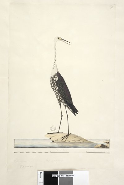 Página 91. Ciconia. sobre el título en diferente mano diciembre, iris dudoso Garza de cuello blanco Ardea pacifica Notophoyx pacifica, 1791-92 de Unknown artist