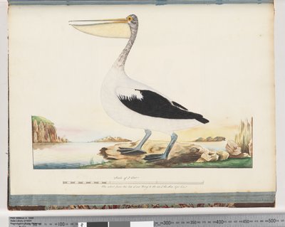 Página 92. Pelícano australiano de Unknown artist