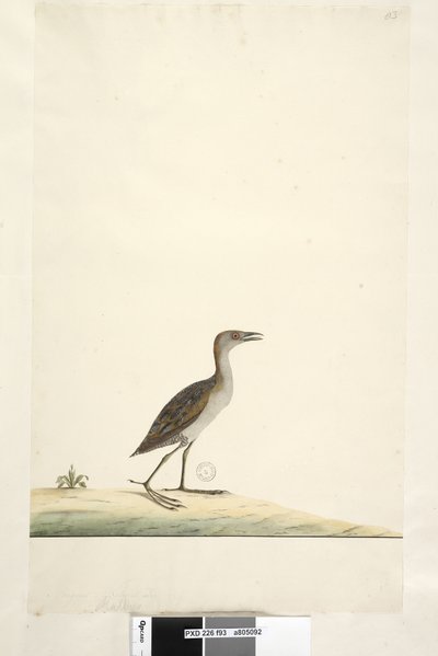 Página 93. Rallus. sobre el título en diferente mano agosto. Tamaño natural Polluela chica Porzana pusilla, 1791-92 de Unknown artist